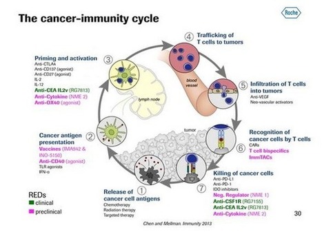 The Big Tent: Tumor Microenvironment Targets Heat Up – part 2 of an occasional series | Immunology and Biotherapies | Scoop.it