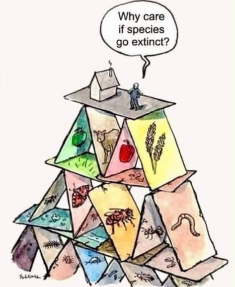 Post de @entomemeology.bsky.social — Bluesky | EntomoScience | Scoop.it