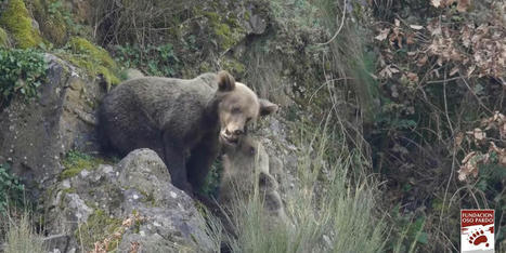 Pyrénées : une population de 57 ours, dont 12 oursons en 2020 | Histoires Naturelles | Scoop.it