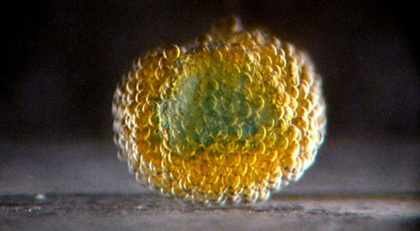 OxSyBio lève plus d’un million d’euros pour développer une bio-imprimante 3D | Veille sur les technologies d'impression 3D | Scoop.it