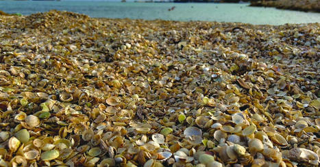 MALTA: Seashells cover the seashore in Marsaxlokk | CIHEAM Press Review | Scoop.it