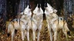 Loup: l’Etat accusé de rester au milieu du gué - Journal de l'environnement | Pastoralisme Ours Loups Lynx | Scoop.it