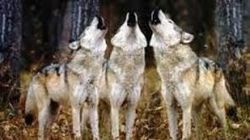 Loup: l’Etat accusé de rester au milieu du gué - Journal de l'environnement | Biodiversité | Scoop.it