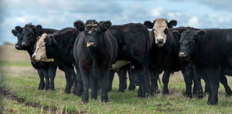 PFAS for dinner? Study of 'forever chemicals' build-up in cattle points to ways to reduce risks - The Conversation | Agents of Behemoth | Scoop.it