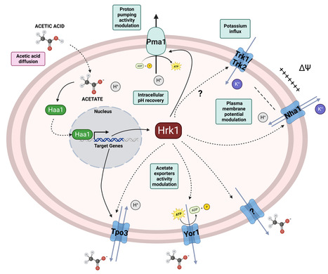 The Hrk1 kinase is a determinant of acetic acid tolerance in yeast by modulating H+ and K+ homeostasis | iBB | Scoop.it