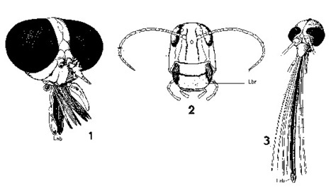 Glossaire progressif d'entomologie | Insect Archive | Scoop.it