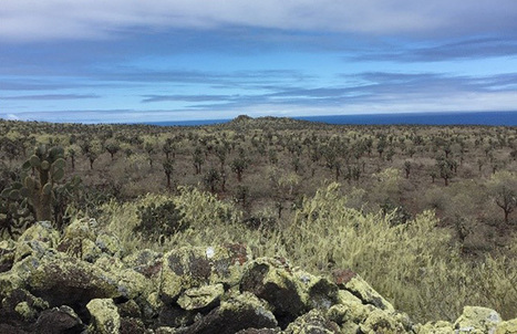 Snapshots of Tortoise Restoration on Santa Fe Island | Galapagos | Scoop.it