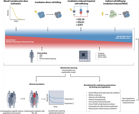 Combiner IA et mod&eacute;lisation math&eacute;matique pour &eacute;pargner le syst&egrave;me immunitaire en radioth&eacute;rapie | Life Sciences Universit&eacute; Paris-Saclay | Scoop.it