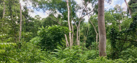 Les forêts semi-décidues d'Afrique de l'Ouest menacées | Cirad | Ecosystèmes Tropicaux | Scoop.it