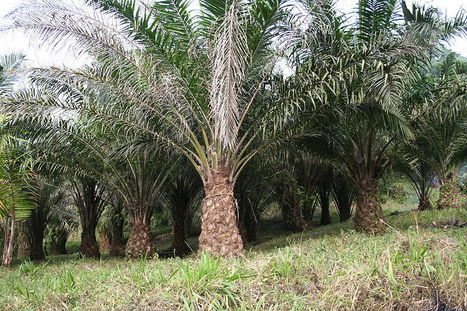 Unilever Reaches Sustainable Palm Oil Goal Three Years Early | Business & Sustainability | Scoop.it