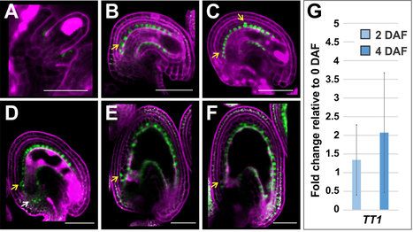 A TRANSPARENT TESTA Transcriptional Module Regulates Endothelium Polarity | SEED-DREAM Lab info | Scoop.it
