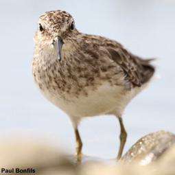 Identification d'un Bécasseau minuscule en Camargue en août 2016  | Camargue Nature | Scoop.it