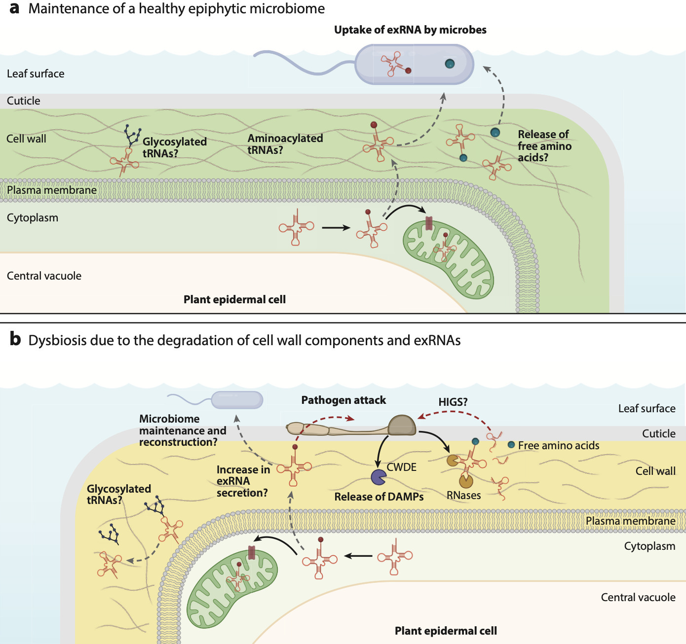 Extracellular Vesicles and Extracellular RNAs i...