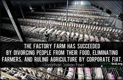 65 BILLION Animals Raised in Corporate Concentration Pens - Drugs, GMO Feed and  'Ag-gag' laws to impact beyond USA | YOUR FOOD, YOUR ENVIRONMENT, YOUR HEALTH: #Biotech #GMOs #Pesticides #Chemicals #FactoryFarms #CAFOs #BigFood | Scoop.it