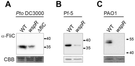 Mol Plant Path: High levels of cyclic-di-GMP in plant-associated Pseudomonas correlate with evasion of plant immunity (2015) | Publications from The Sainsbury Laboratory | Scoop.it