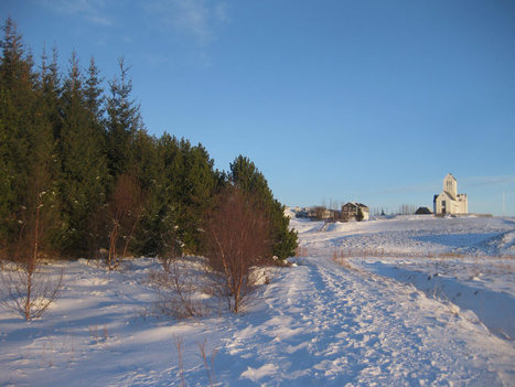 Islanti metsittyy j&auml;lleen | 1Uutiset - Lukemisen t&auml;hden | Scoop.it