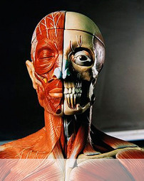 (ES) - IQB: MEDCICLOPEDIA | Glossarissimo! | Scoop.it
