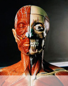 (ES) - IQB: MEDCICLOPEDIA | Glossarissimo! | Scoop.it