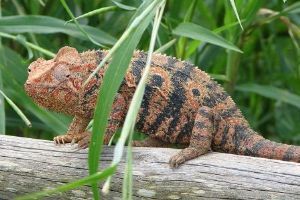 Madagascar : un tiers des espèces de reptiles terrestres sont menacés - Afriquinfos | Biodiversité - @ZEHUB on Twitter | Scoop.it