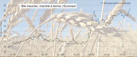 Comment l’Inde a poussé les prix du blé à de nouveaux records | Lait de Normandie... et d'ailleurs | Scoop.it