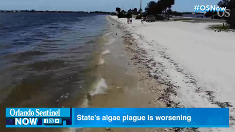 Red tide and green slime: Florida faces epic statewide fight with algae | Coastal Restoration | Scoop.it