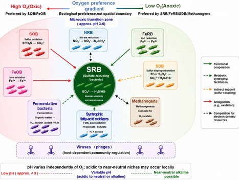 Sulfate-reducing bacteria in acid mine drainage: ecological constraints, microbial networks, and functional persistence | frn | RMH | Scoop.it