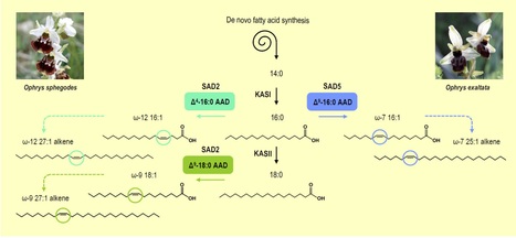 Acyl–Acyl Carrier Protein Desaturases and Plant Biotic Interactions | SEED-DREAM Lab info | Scoop.it