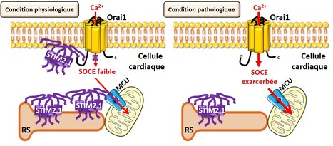 Faible activité des canaux calciques Orai1 dans le cœur : mystère résolu | Life Sciences Université Paris-Saclay | Scoop.it