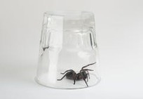 Hämähäkinseitistä saadaan luotiliivejä | 1Uutiset - Lukemisen tähden | Scoop.it