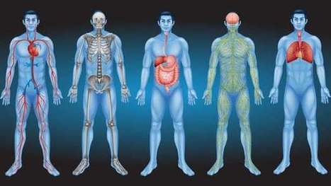 Did scientists really just discover a new organ in the human body? | Longevity science | Scoop.it