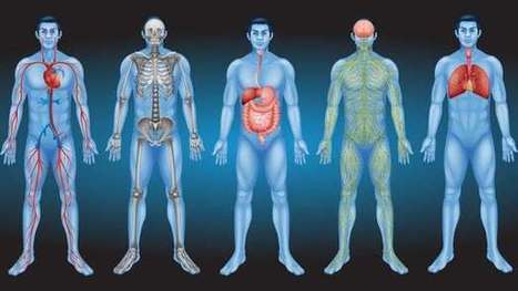 Did scientists really just discover a new organ in the human body? | Longevity science | Scoop.it