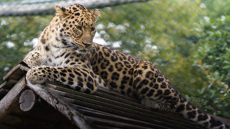 Comment les zoos s'adaptent aux exigences environnementales | Tourisme Durable - Slow | Scoop.it