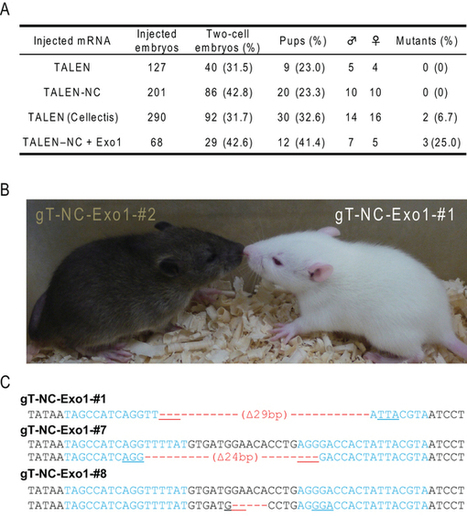 Efficient gene targeting by TAL effector nucleases coinjected with exonucleases in zygotes - Scientific Reports | TAL effector science | Scoop.it