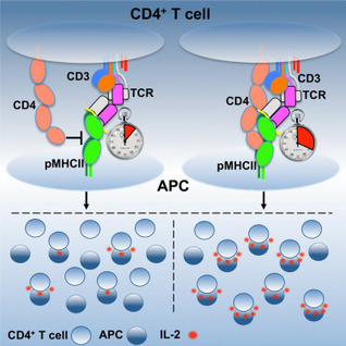 Reciprocal TCR-CD3 and CD4 Engagement of a Nucleating pMHCII Stabilizes a Functional Receptor Macrocomplex | Immunology for University Students | Scoop.it