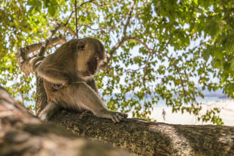En Indonésie, des macaques utilisent des pierres comme sextoys | Nouveau S.EXE | Scoop.it