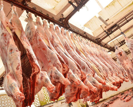 Viande rouge : le MAROC se tourne vers le Brésil | CIHEAM Press Review | Scoop.it