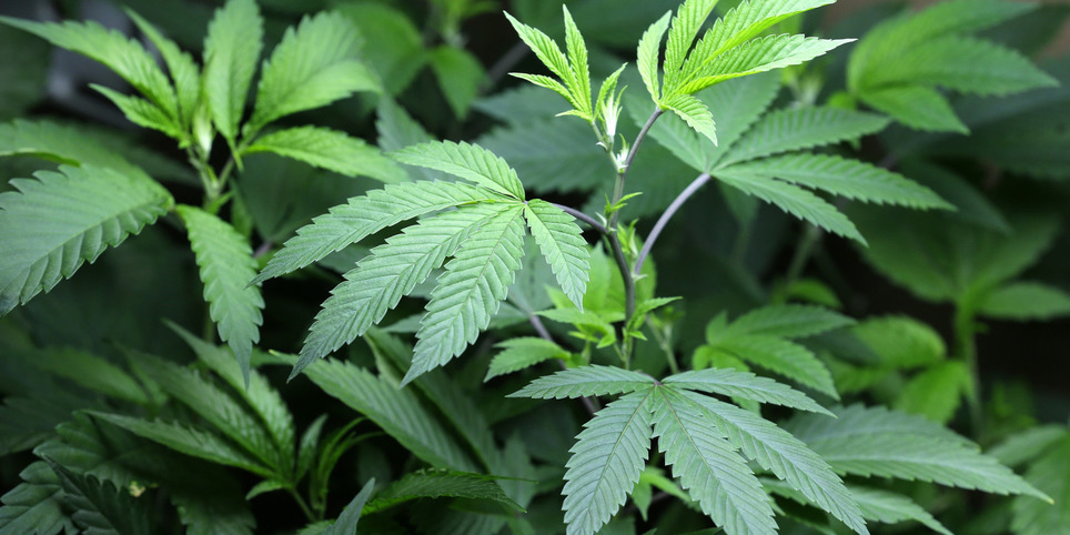 Third Time the Charm? New White Paper on Medical Marijuana Shows States in ... - Huffington Post | ReactNow - Latest News updated around the clock | Scoop.it