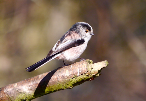 Beautiful birds long-tailed tit | Nature Flash | Scoop.it