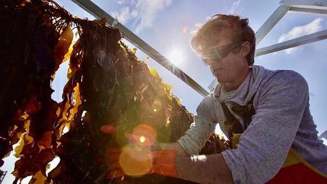 Seaweed farming: an economic and sustainable opportunity for Europe | Euronews | HALIEUTIQUE MER ET LITTORAL | Scoop.it