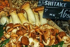 Le champignon Shiitaké est toxique à l'état cru | Toxique, soyons vigilant ! | Scoop.it