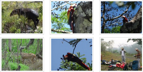 Scarlet Macaw Documentary Film Stills | Cayo Scoop!  The Ecology of Cayo Culture | Scoop.it