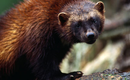 Wolverines Need 'Refrigerators' and May Not Survive a Warming Climate | The EcoPlum Daily | Scoop.it