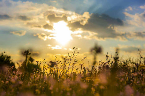 WORLD: Scientists can fortify plants against heat stress as global temperatures rise | MED-Amin network | Scoop.it