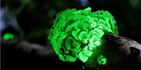 Des plantes bioluminescentes pour éclairer les villes | Eco-conception | Scoop.it