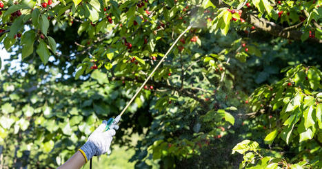 L'importation de cerises traitées à l'insecticide phosmet est suspendue | Phytosanitaires et pesticides | Scoop.it