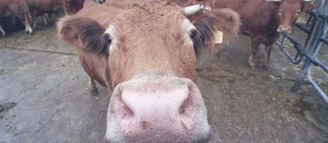 Etats-Unis : un cas de vache folle détecté en Californie | Toxique, soyons vigilant ! | Scoop.it