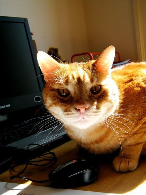 Les apprentissages mobiles | Elearning, p&eacute;dagogie, technologie et num&eacute;rique... | Scoop.it