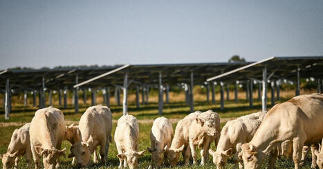 Décryptage. Des panneaux solaires dans les champs : l’agrivoltaïsme, une solution pour les agriculteurs ? | Energies Renouvelables | Scoop.it