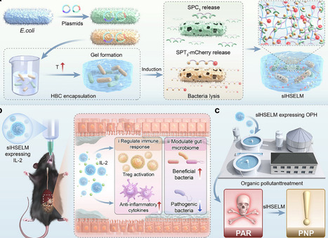Programmable Semi-Interpenetrating Living Materials With Robust Stability for Versatile Bioremediation and Biotherapeutics | advS | RMH | Scoop.it