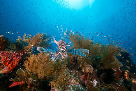 En Méditerranée, le poisson-lion menace la biodiversité | Biodiversité | Scoop.it